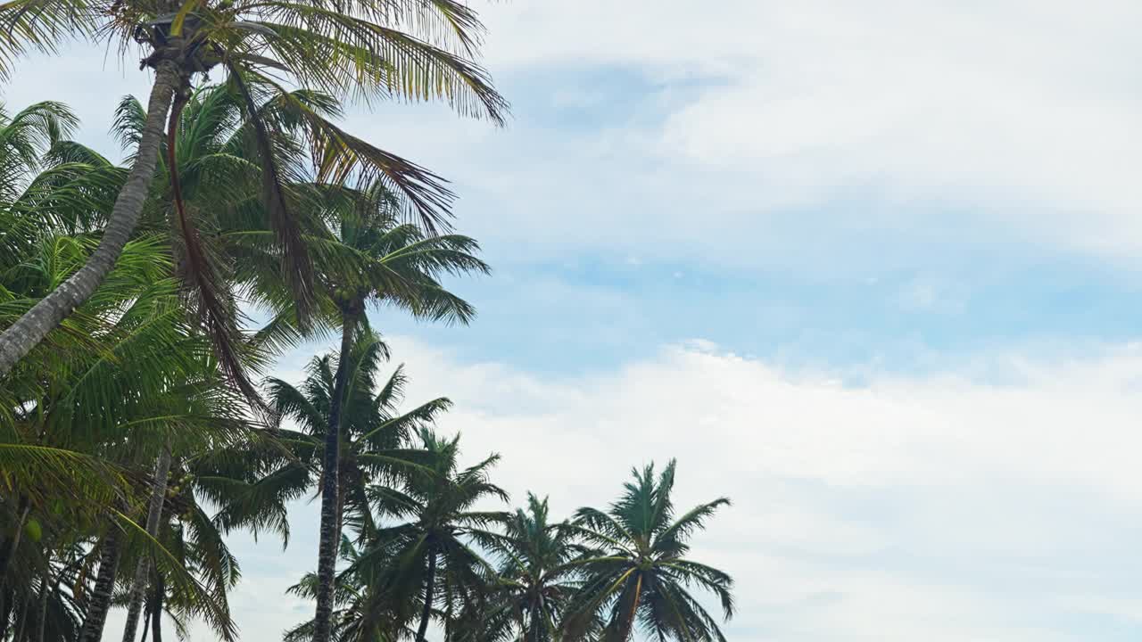 热带加勒比岛海滩上的椰子树视频素材