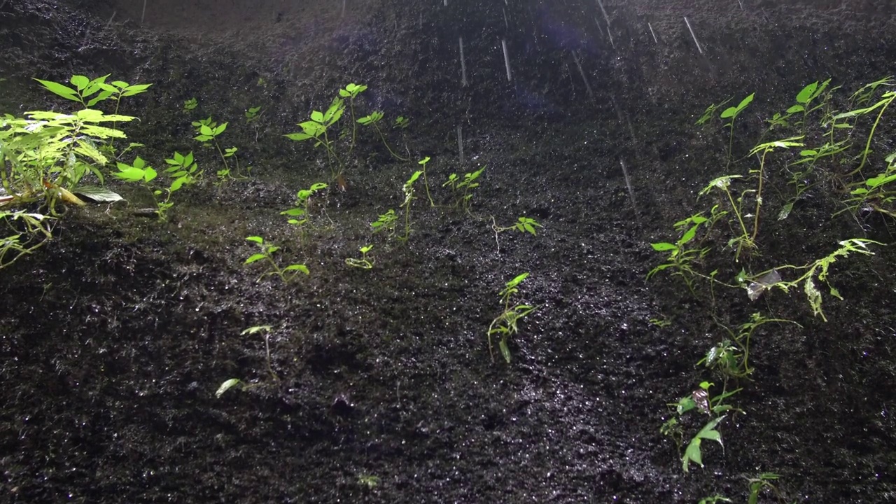 洞穴墙壁上的绿色植物视频素材