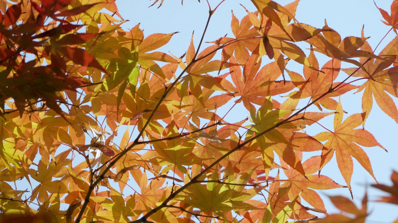 光滑的日本枫叶与明亮晴朗的天空在秋季。跟踪拍摄视频素材