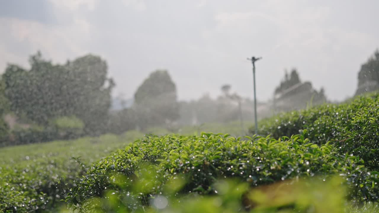 农业灌溉系统种植绿茶视频素材