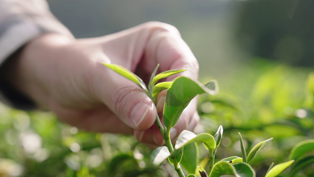 手从树上采摘茶叶视频素材