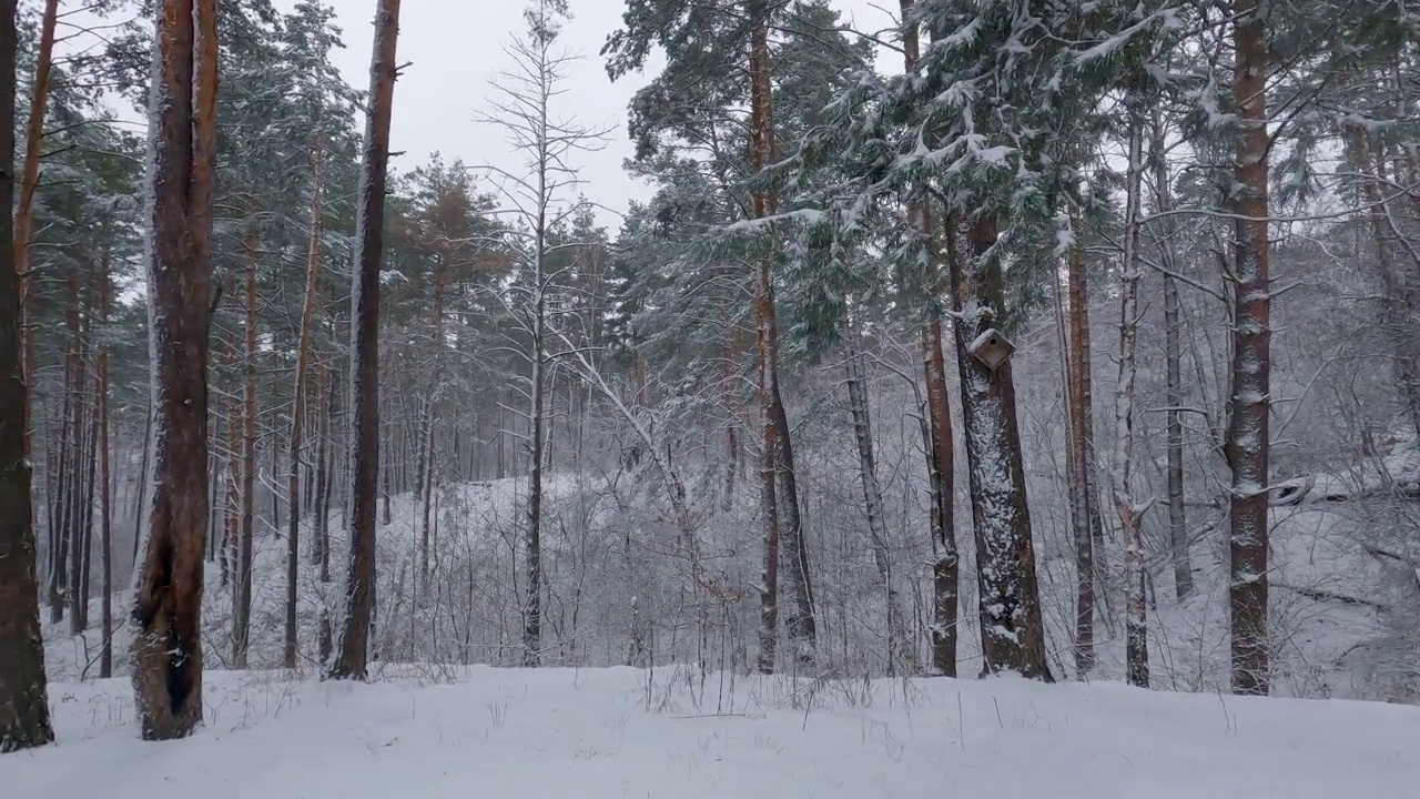 降雪期间的冬松和落叶林视频素材