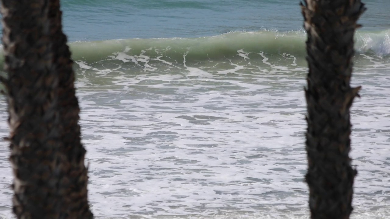 海浪拍打着棕榈树视频素材