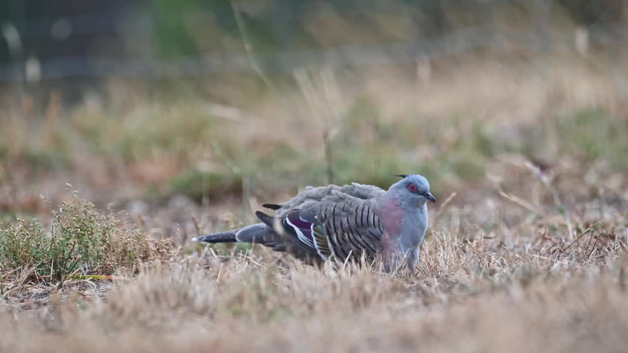 冠鸽(Ocyphaps lophotes)视频素材