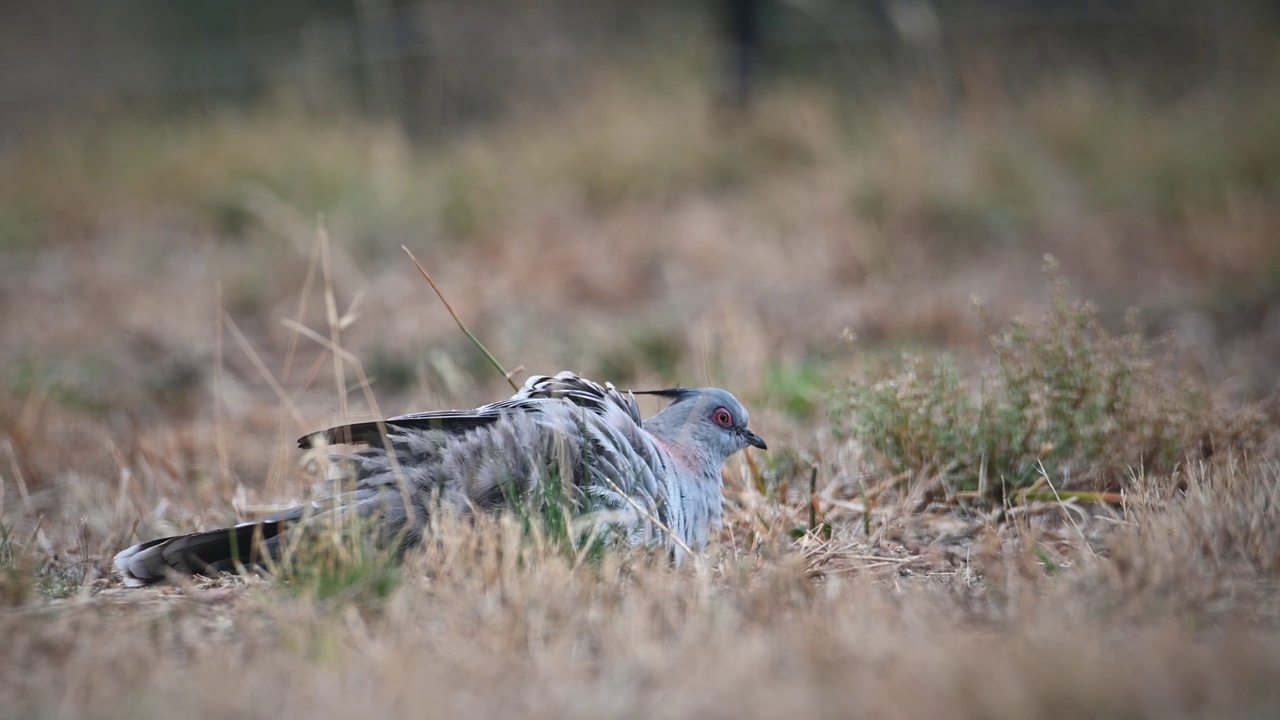 冠鸽(Ocyphaps lophotes)视频素材