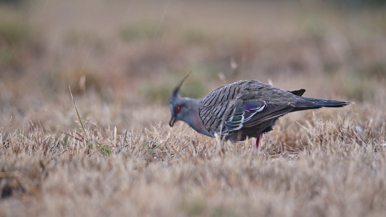 冠鸽(Ocyphaps lophotes)视频素材