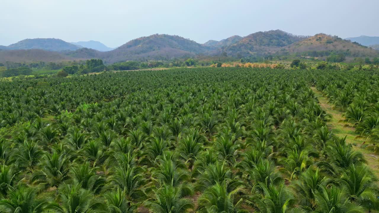 椰子种植园的鸟瞰图视频素材