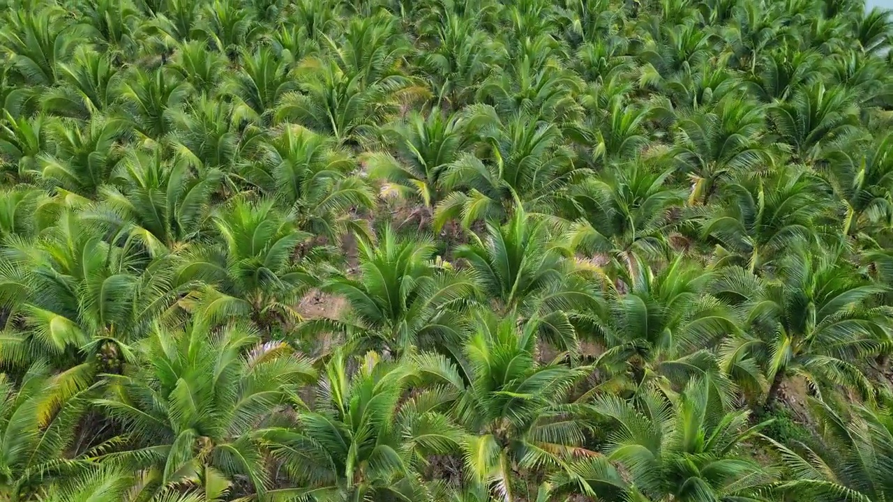 椰子种植园的鸟瞰图视频素材