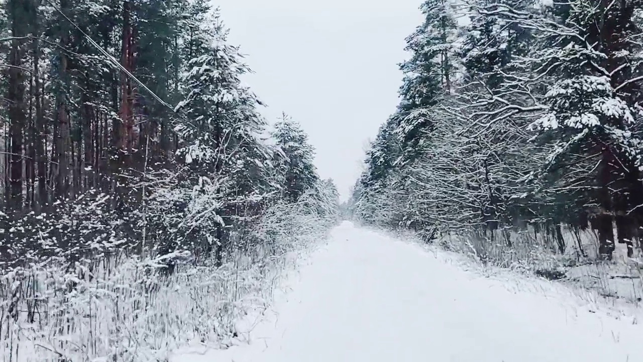 在一个美丽的白雪覆盖的冬天，在森林里开车视频素材