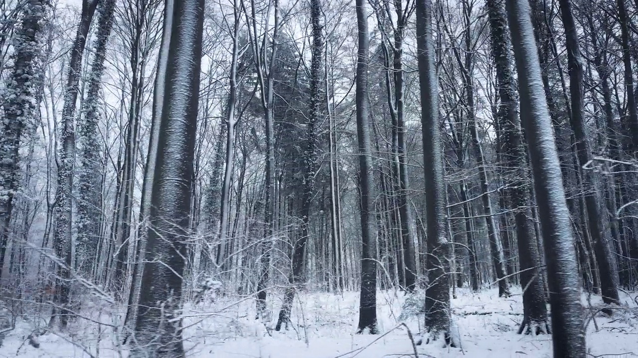 森林里被雪覆盖的树干视频素材