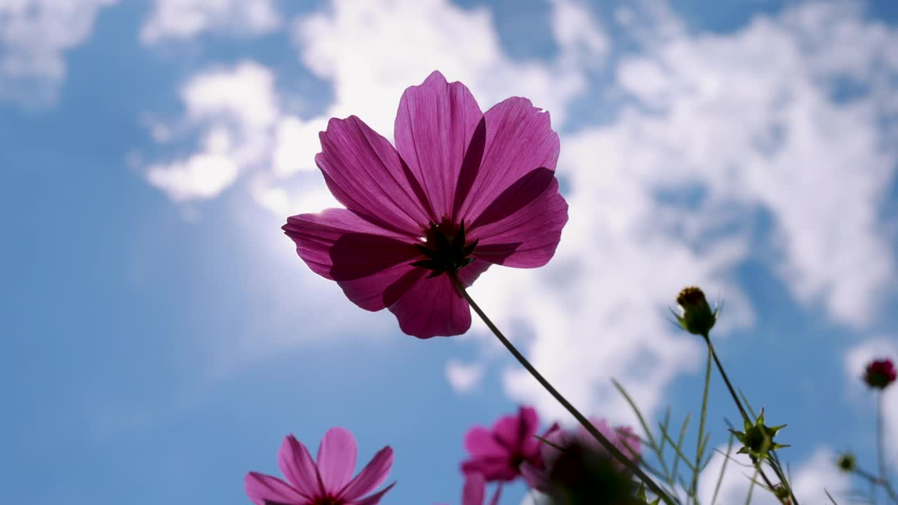 夏日的粉紫色花朵迎着阳光视频素材