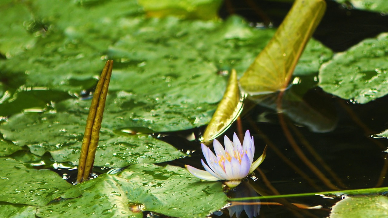 水中的荷花叶子视频素材