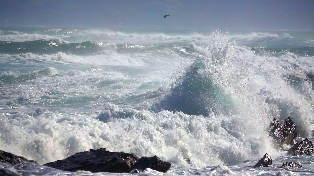 大海大浪海鸟视频素材