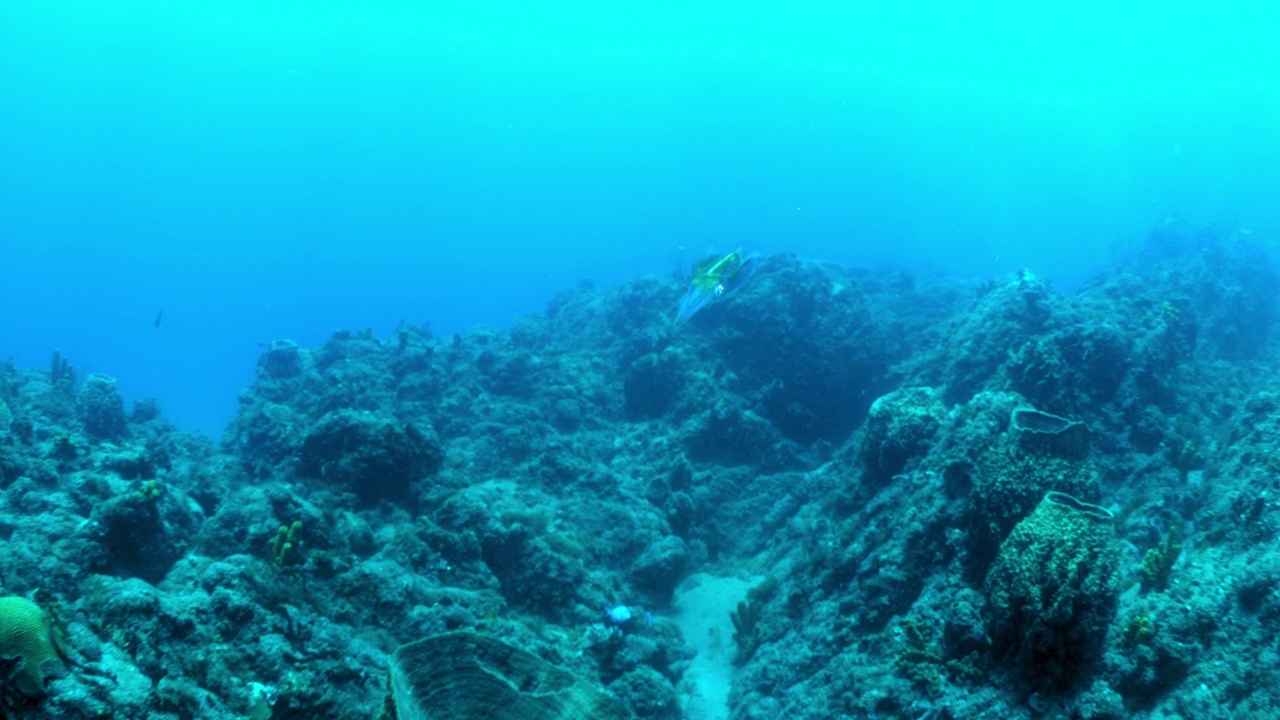 Sepiida鱼游泳在宁静的大海岩石- Oranjestad，圣尤斯特歇斯视频素材