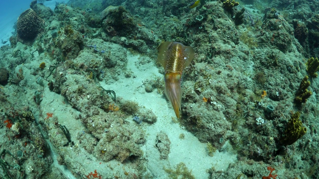 墨鱼游过黄色管地中海海绵在宁静的海-奥兰杰斯塔德，圣尤斯特歇斯视频素材