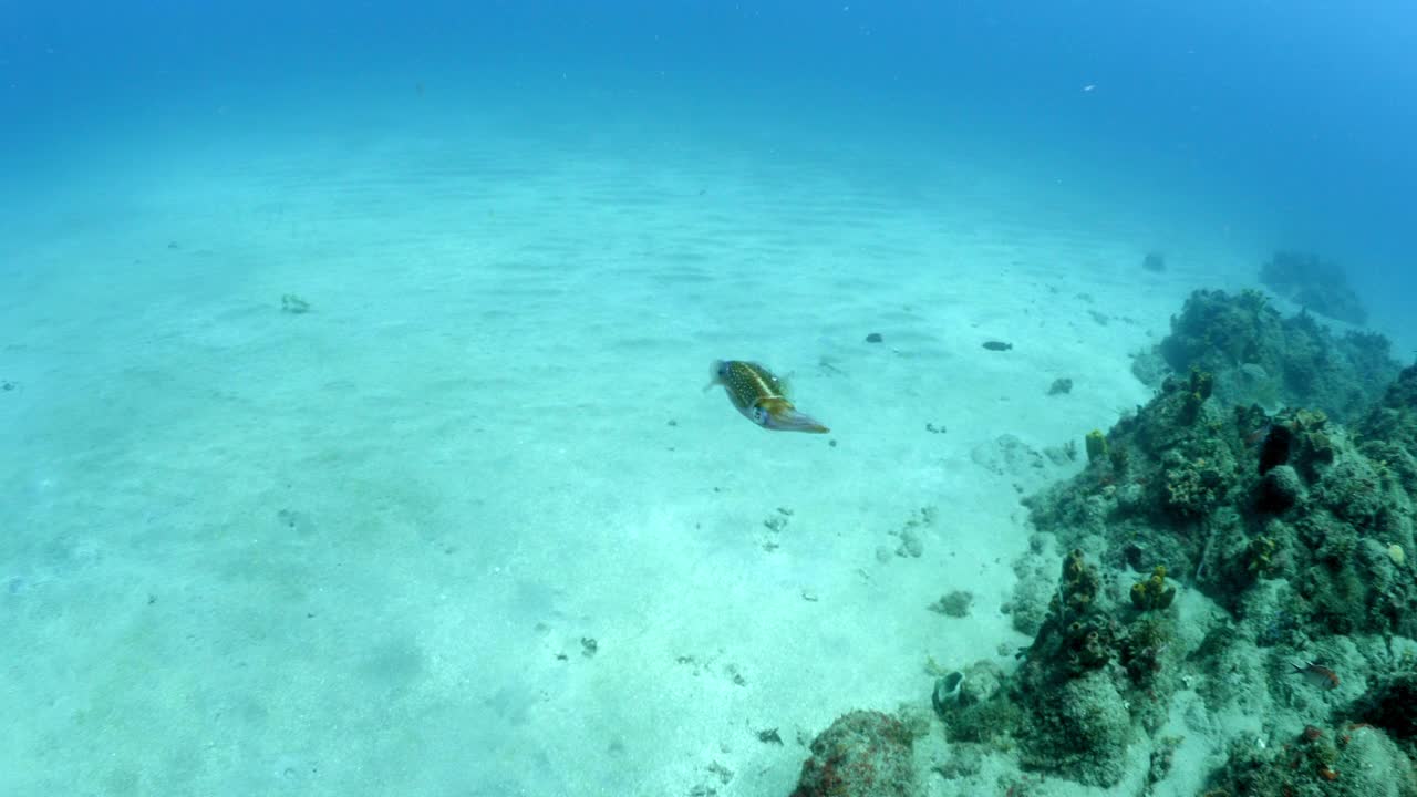 海洋软体动物鱼在深海的沙子上游泳-奥兰杰斯塔德，圣尤斯特歇斯视频素材