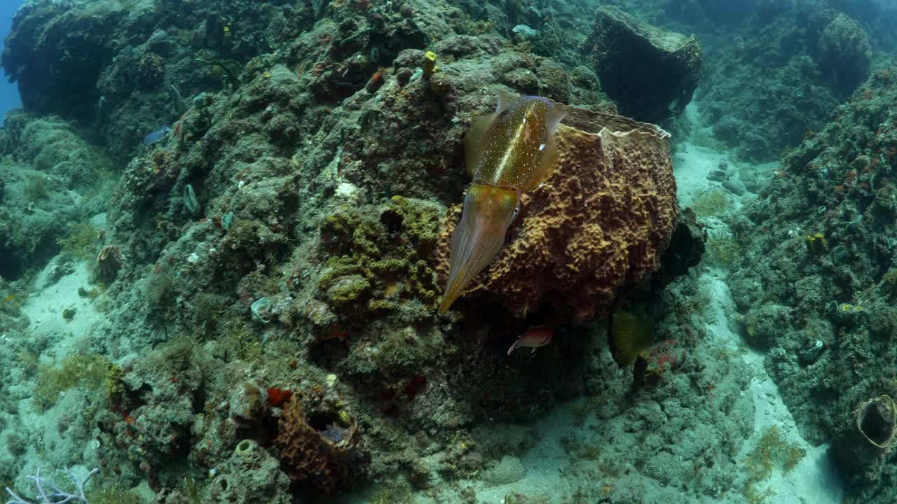 海洋软体动物游泳在巨大桶海绵在宁静的海-奥兰杰斯塔德，圣尤斯特歇斯视频素材