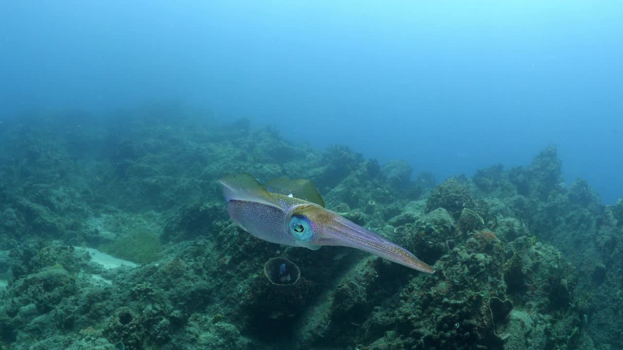 海洋软体动物游过海中的礁石-奥兰杰斯塔德，圣尤斯特歇斯视频素材