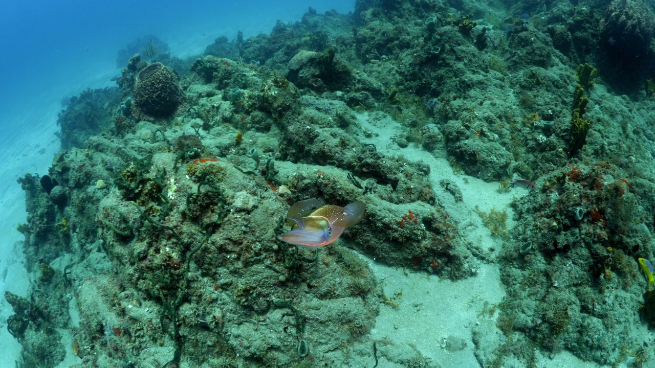 海洋软体动物在宁静的海洋中游泳-奥兰杰斯塔德，圣尤斯特歇斯视频素材