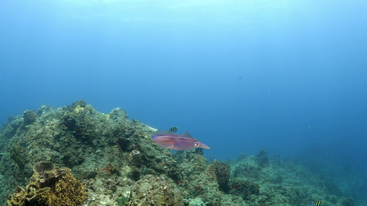 Sepiida鱼游泳在宁静的岩石在海洋- Oranjestad，圣尤斯特歇斯视频素材