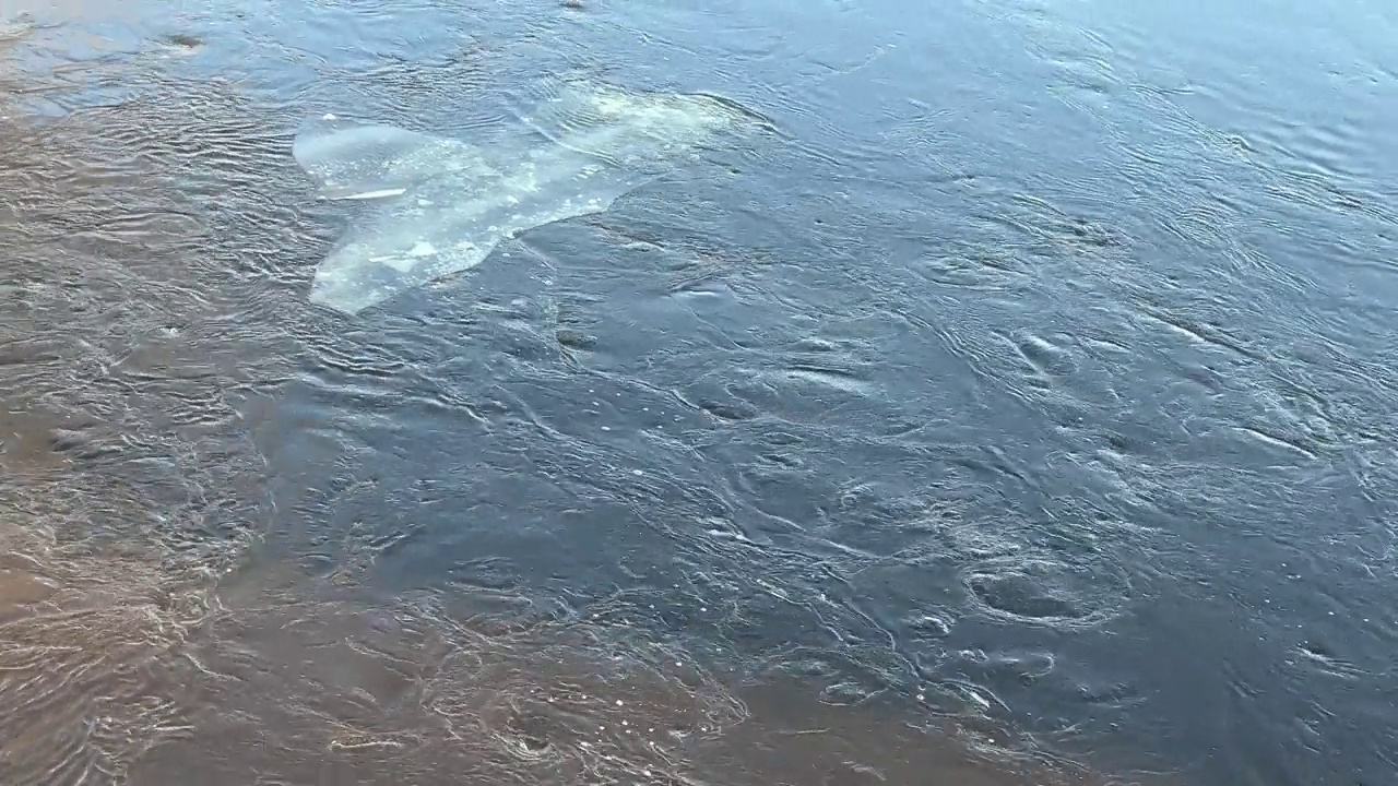 浮冰在暴风雨的河里漂浮。视频素材