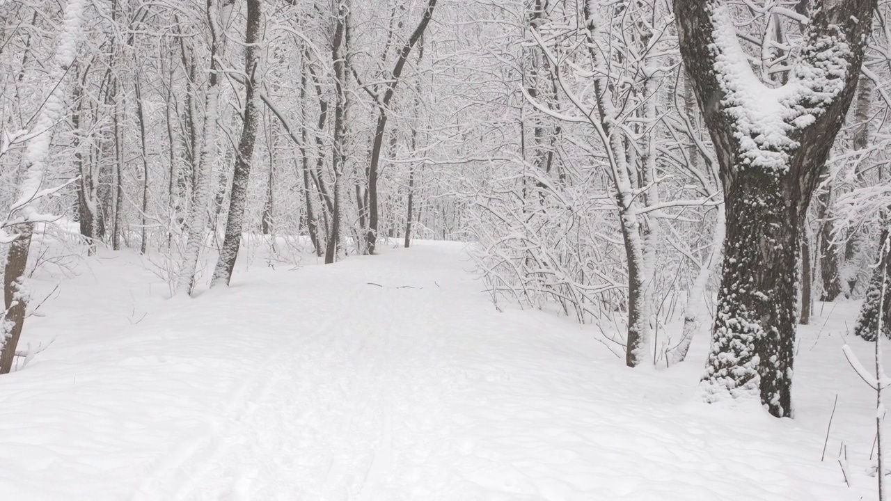 森林里的雪。白色的雪花飘落下来。冬天的一天在公园里。美丽的冬日。一月，二月，十二月视频素材