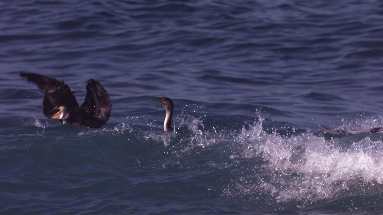 鸬鹚(Phalacrocorax)在韩国济州岛大jeong区和西归浦市附近狩猎视频素材