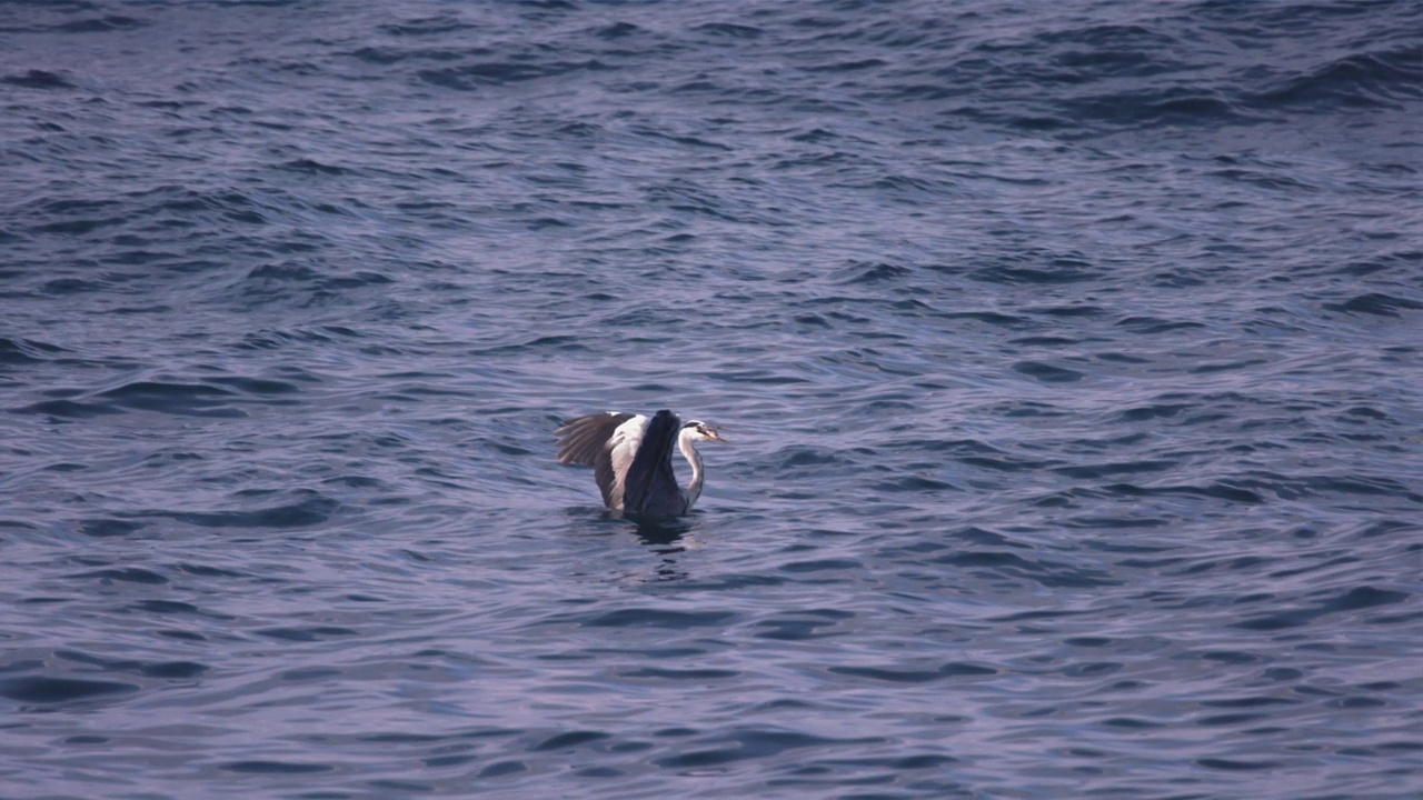 苍鹭(Ardea cinerea)在海上飞行/济州岛，韩国视频素材