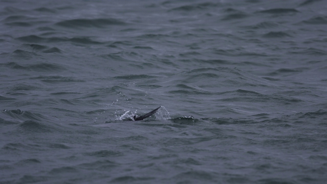 韩国济州岛附近海域的鸬鹚(Phalacrocorax)视频素材