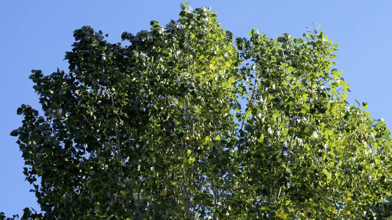 Beautiful green cottonwood tree (necklace poplar), cottonwood poplar in the morning sun.视频素材