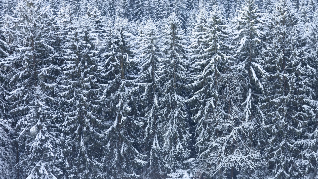 寒冷的早晨，乡村田野，背景是降雪期间的森林树木。视频素材