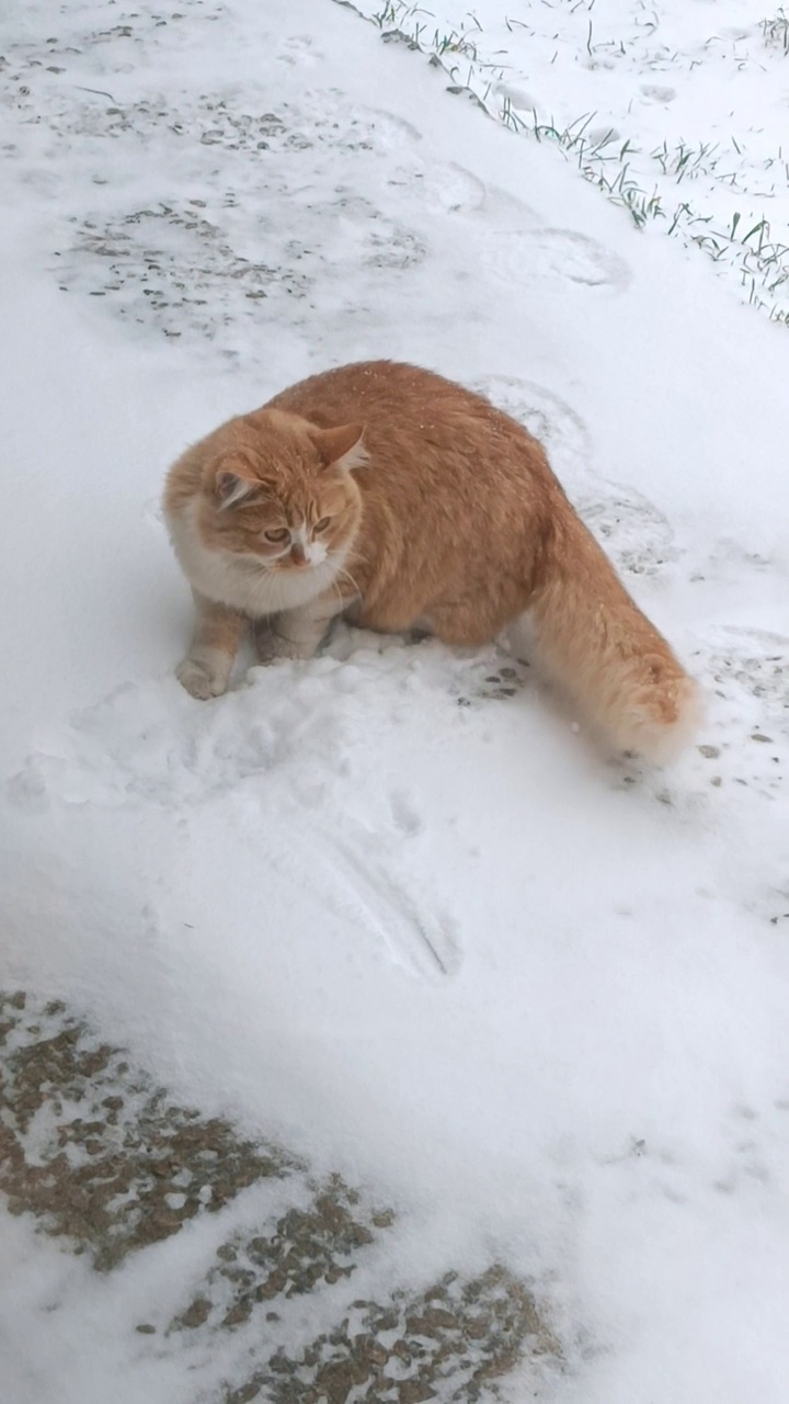 红头发的小猫看到了白色的雪，正在玩它。冬天散步的宠物视频素材