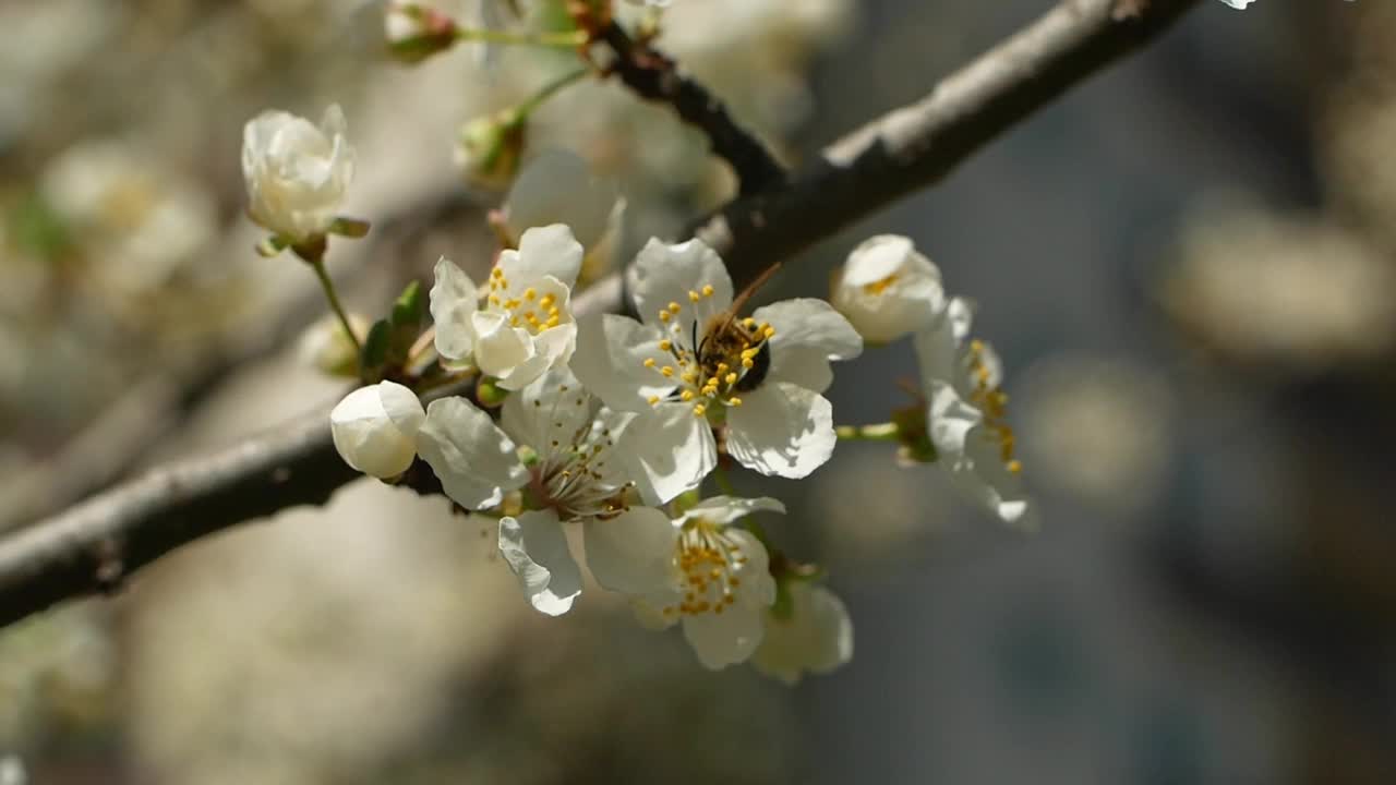 春天树上开了白花。樱花。视频下载