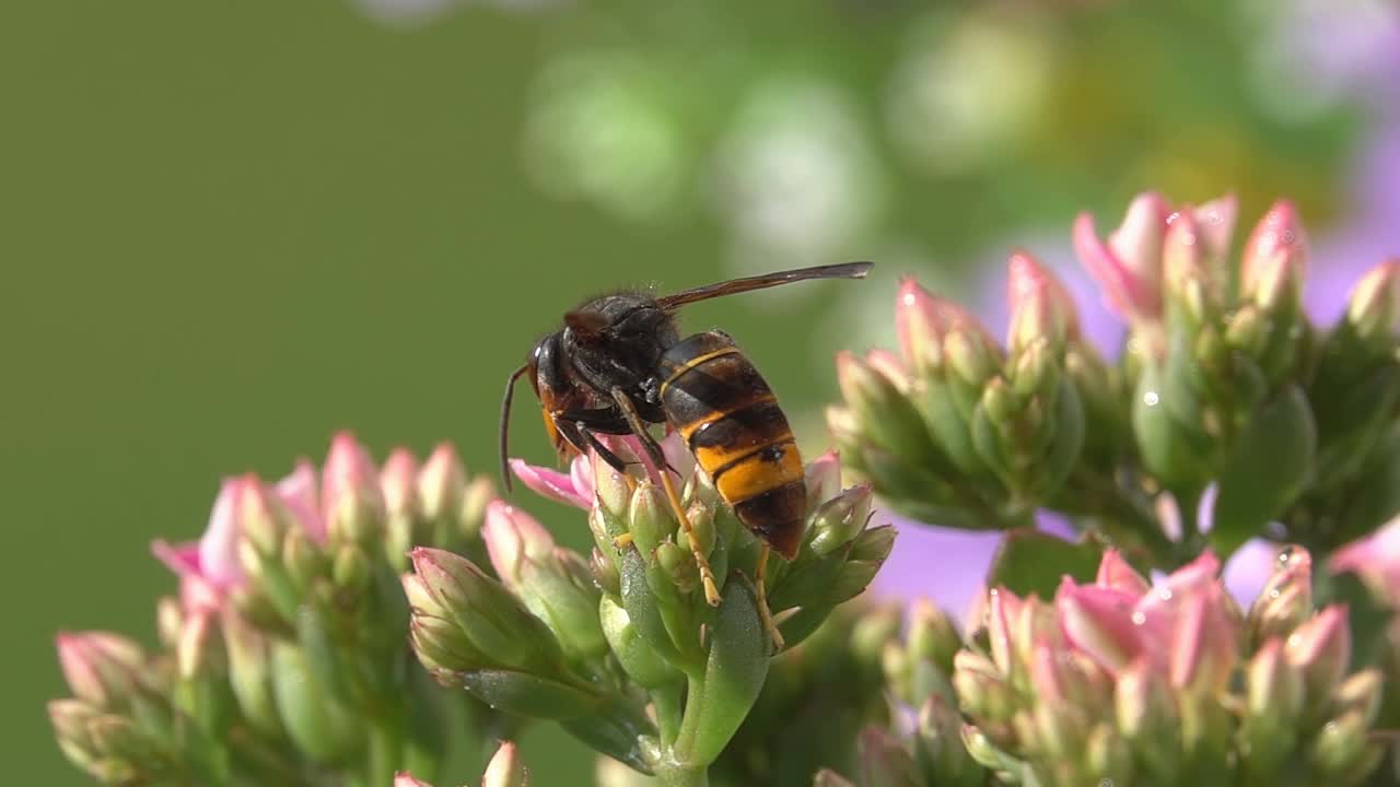 蜜蜂黄蜂大黄蜂视频素材