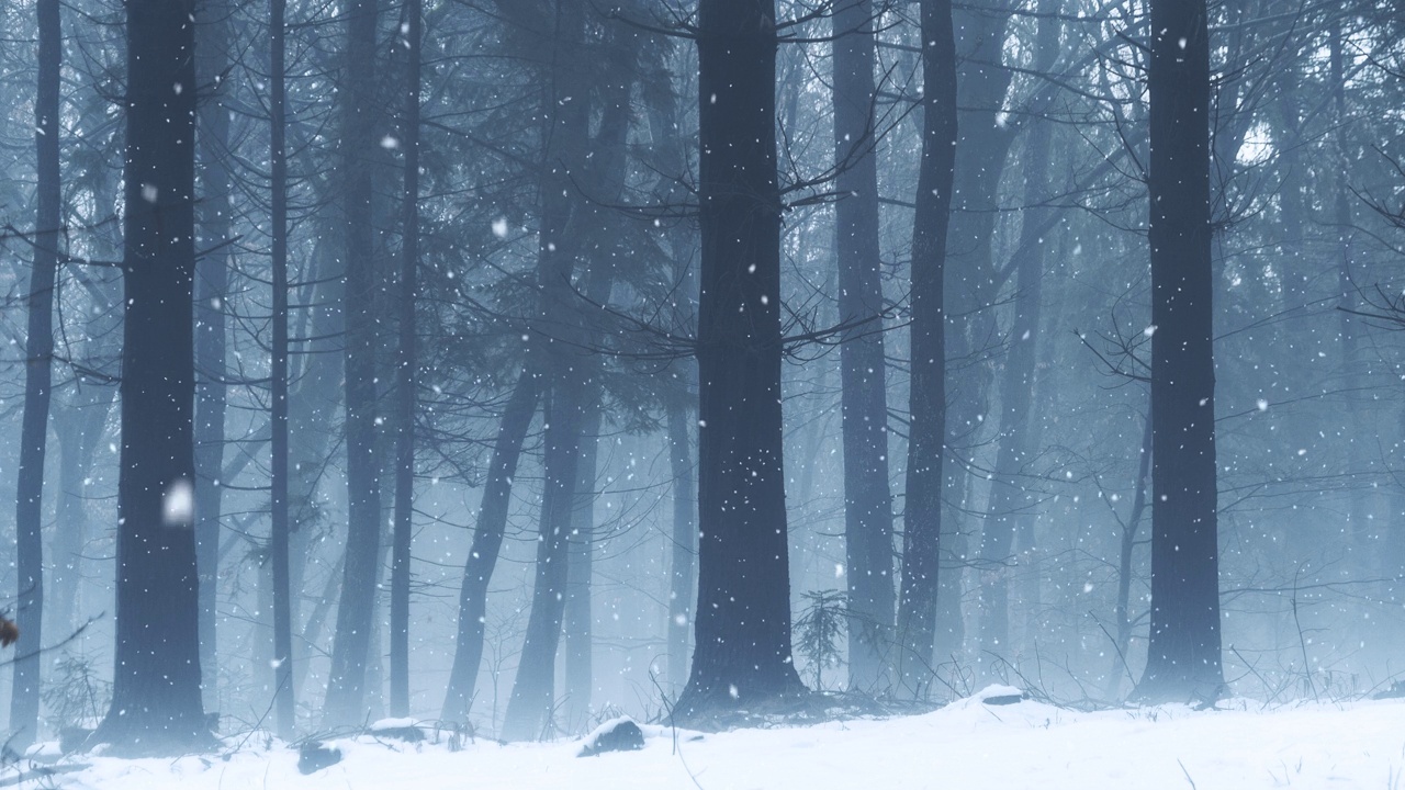 雾蒙蒙的冬季森林树木景观在降雪。视频素材