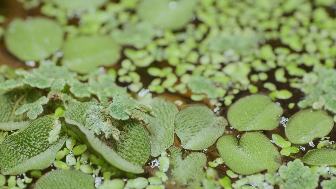 池塘或河面上的各种水生植物视频素材