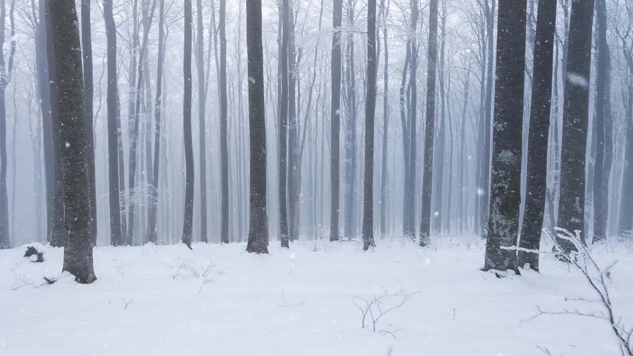 下雪期间美丽的雪林景观。视频素材