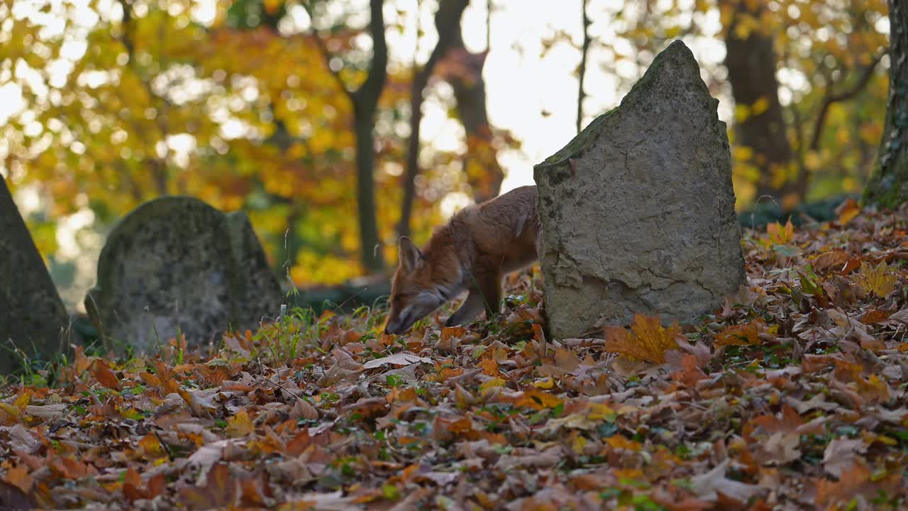 红狐(Vulpes Vulpes)，在秋天的一个旧墓地上视频素材