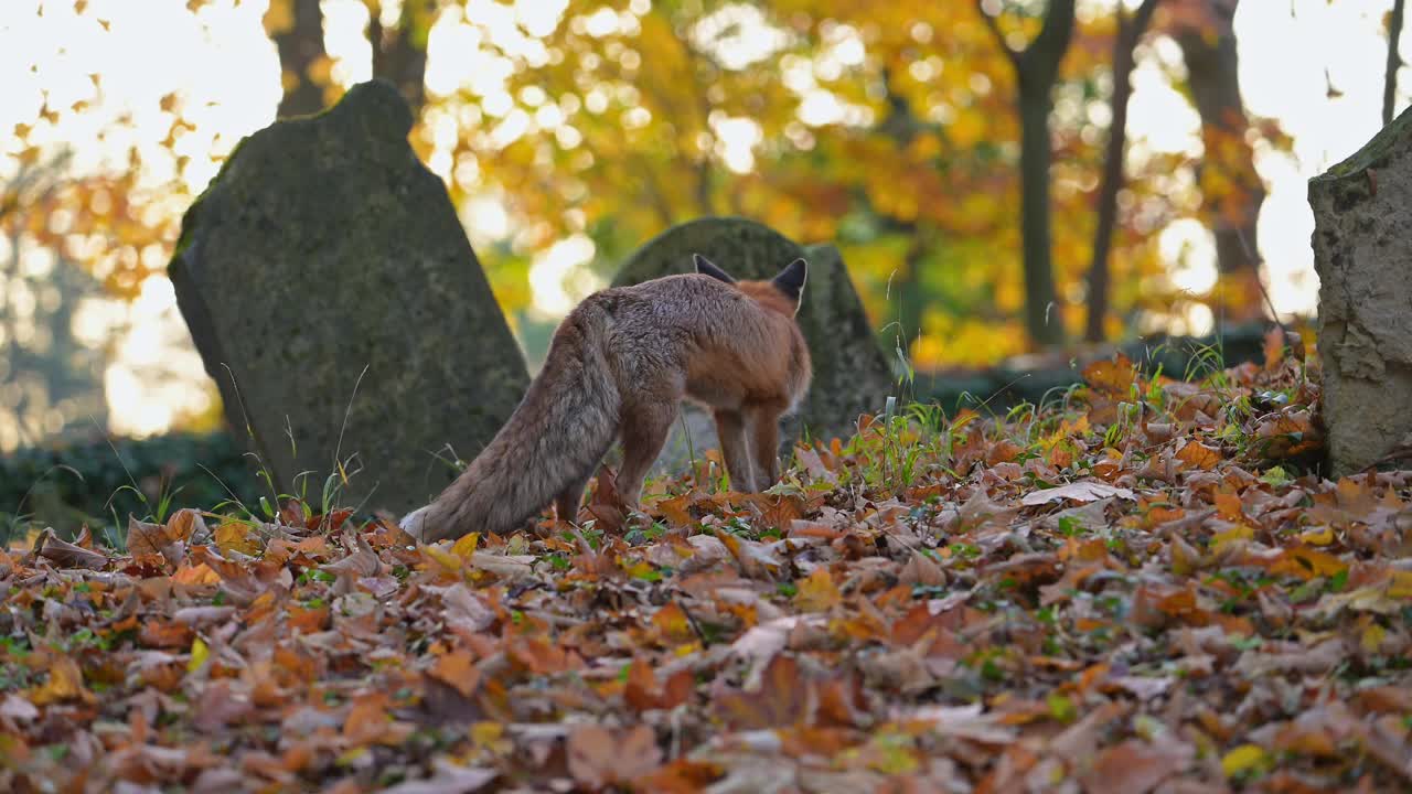 红狐(Vulpes Vulpes)，在秋天的一个旧墓地上视频素材