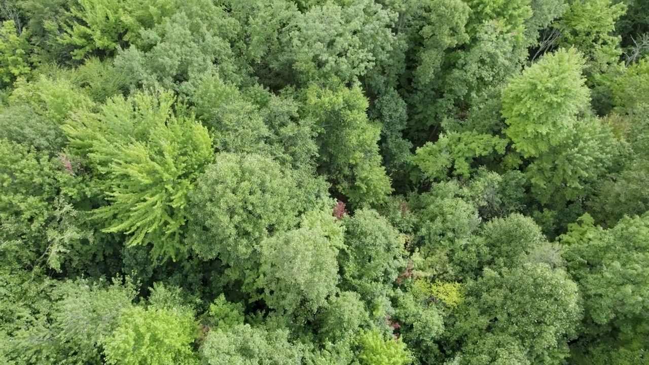 低空飞过树木种植园，独特的树种，俄亥俄州，美国视频素材