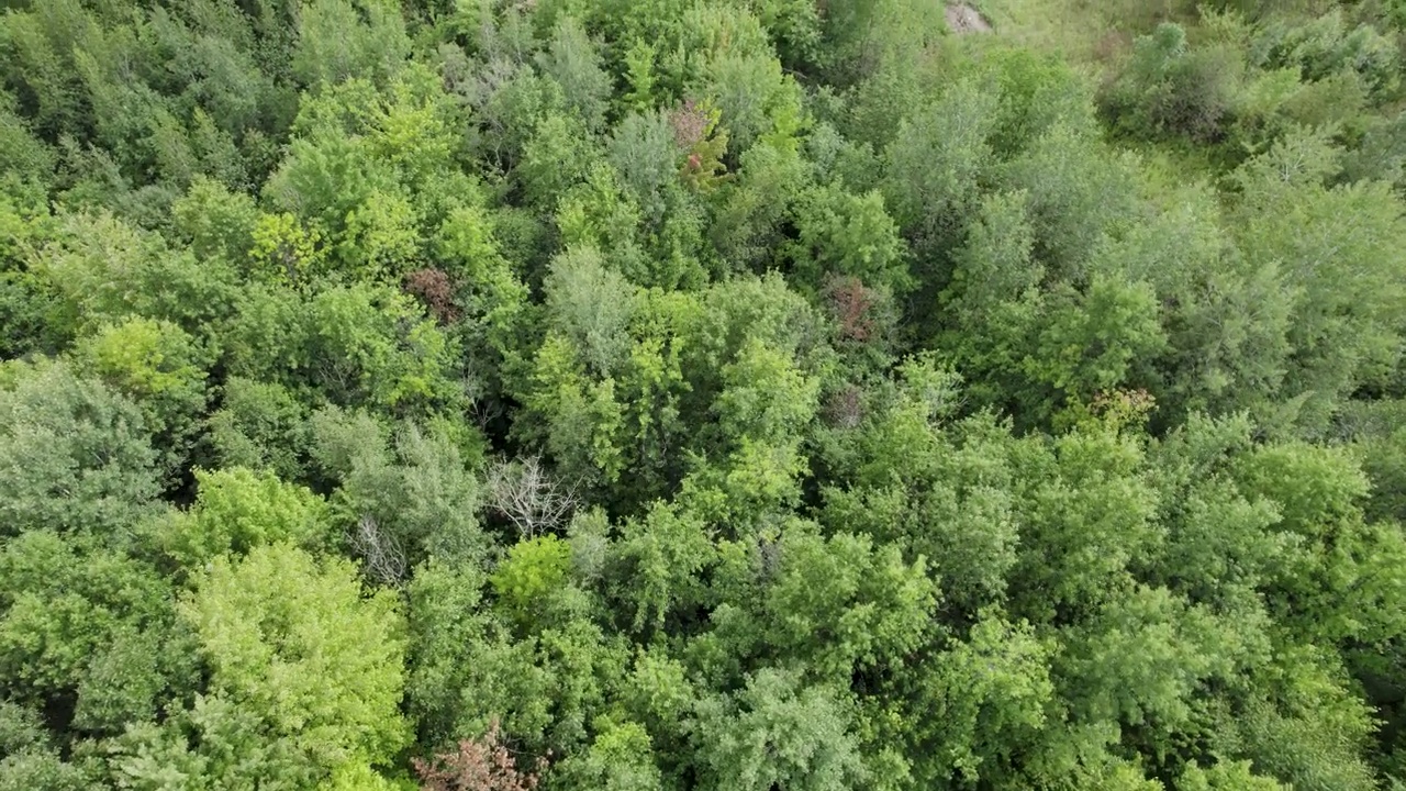 低空拍摄树木种植园，和平的绿色景观，俄亥俄州，美国视频素材