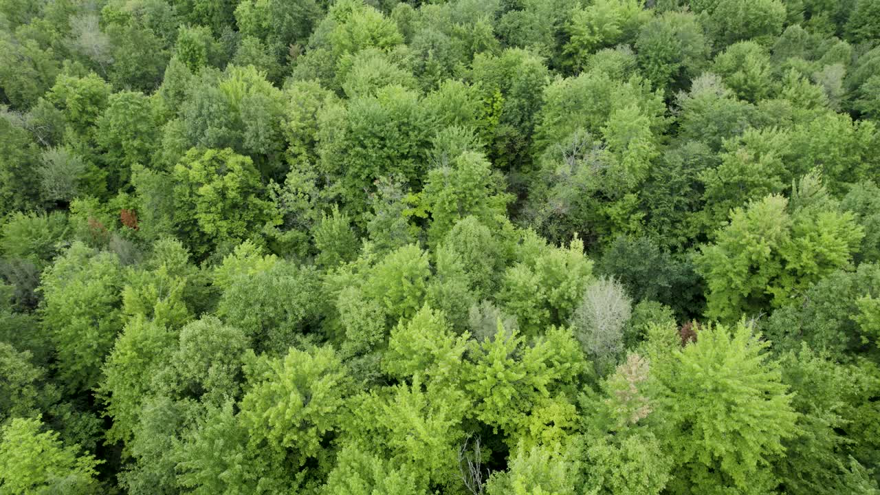 低空飞过种植园，宁静的绿色景观，俄亥俄州，美国视频素材