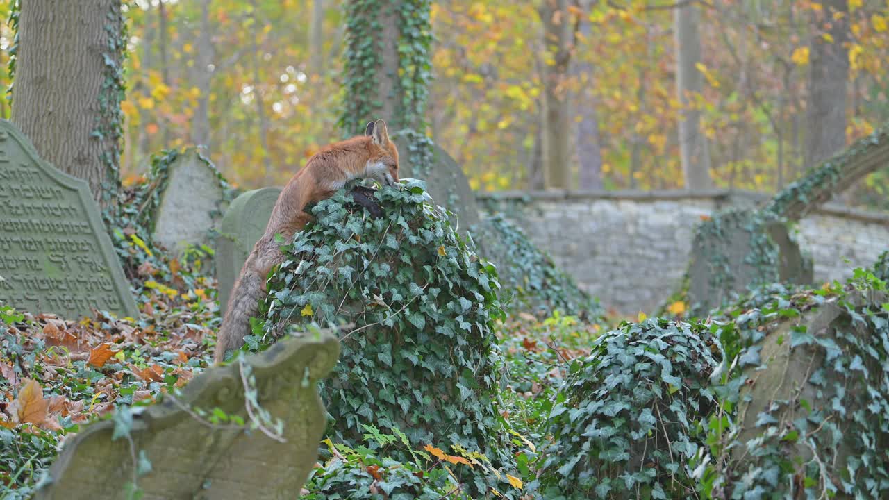 红狐(Vulpes Vulpes)，在秋天的一个旧墓地上视频素材