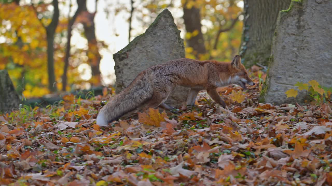 红狐(Vulpes Vulpes)，在秋天的一个旧墓地上视频素材