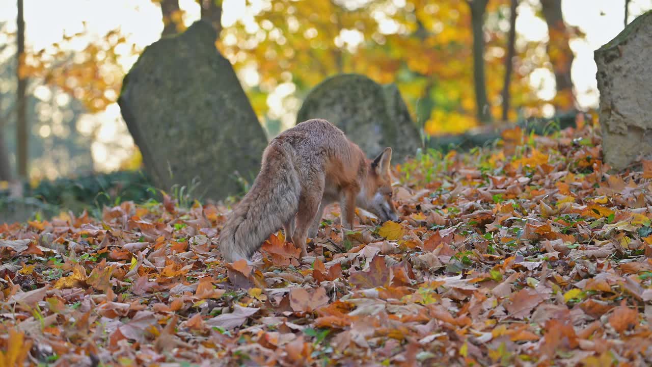 红狐(Vulpes Vulpes)，在秋天的一个旧墓地上视频素材