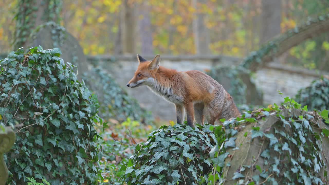 红狐(Vulpes Vulpes)，在秋天的一个旧墓地上视频素材