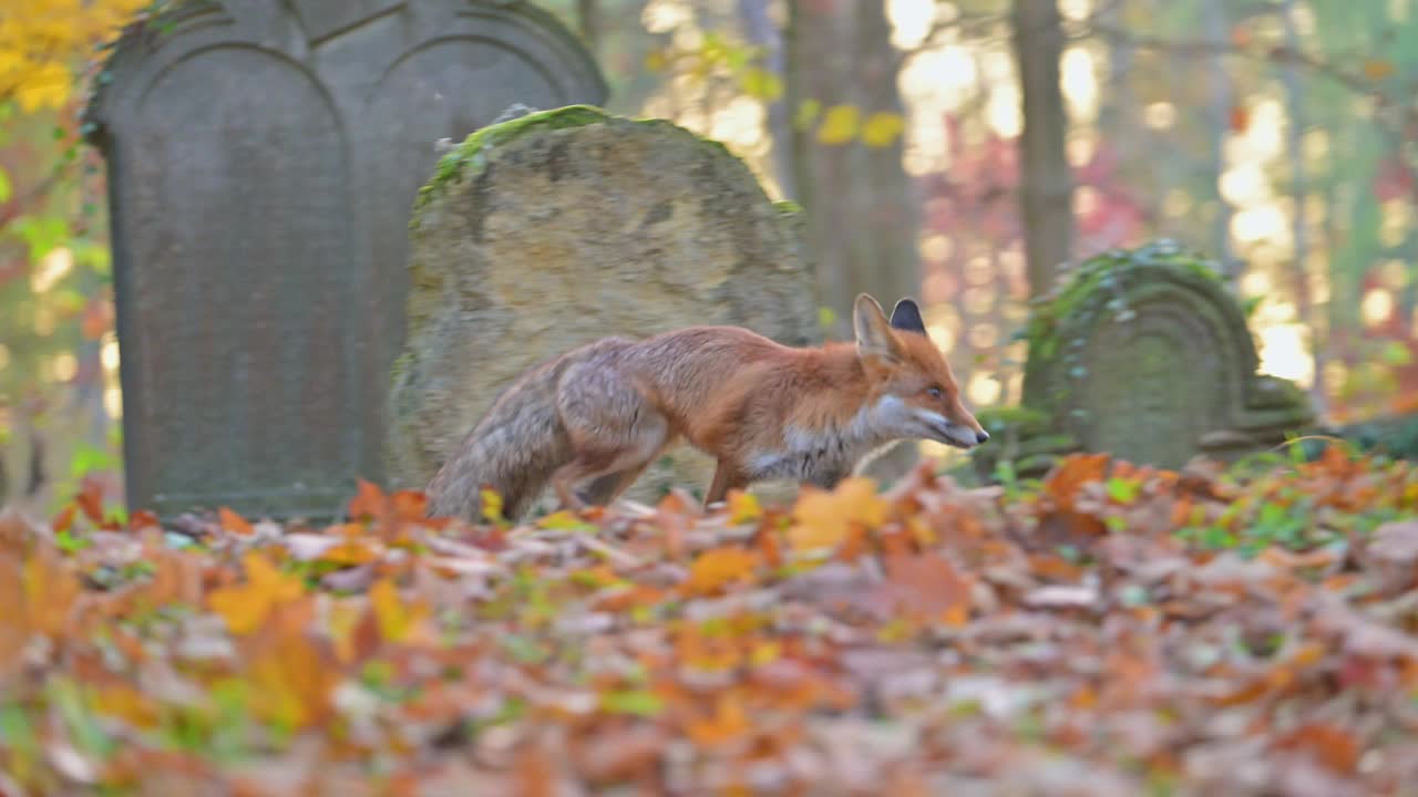 红狐(Vulpes Vulpes)，在秋天的一个旧墓地上视频素材