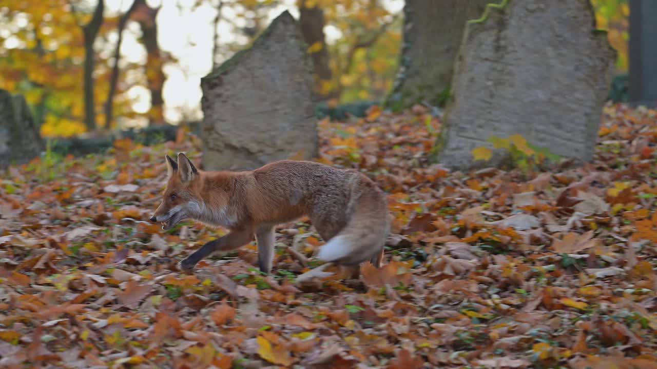 红狐(Vulpes Vulpes)，在秋天的一个旧墓地上视频素材