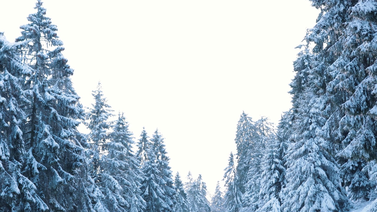 隆冬山区松林积雪视频下载