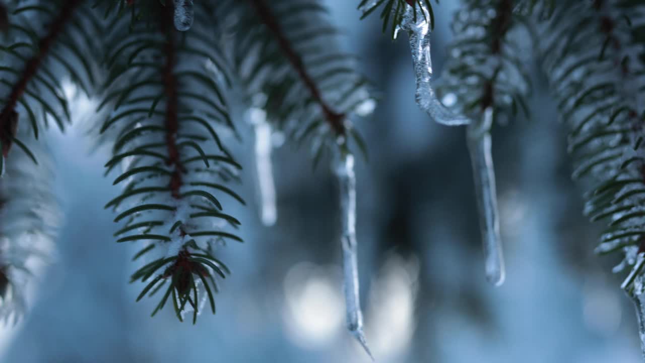 冰柱悬挂在德国雪山森林的松树在冬天视频下载